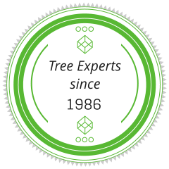 Tree Experts in Stump Pulling in Grayling, Michigan