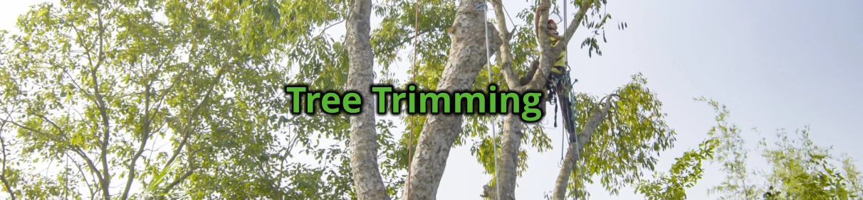Tree Trimming