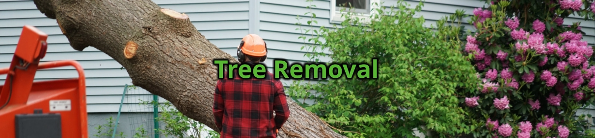 Tree Removal