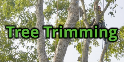 Tree Trimming