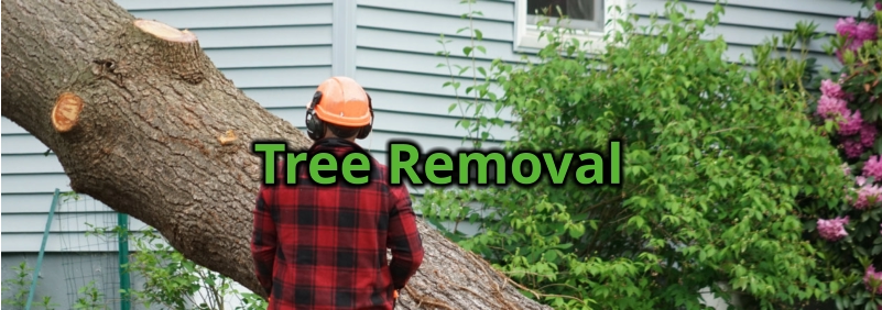 Tree Removal