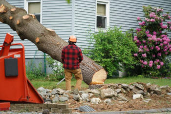 Tree Removal in Crawford County, Otsego County, Roscommon County