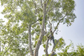 Tree Trimming in Crawford County, Otsego County, Roscommon County